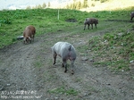 GS2408091132a.jpg