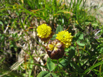 Trifolium_badium1507071344.jpg