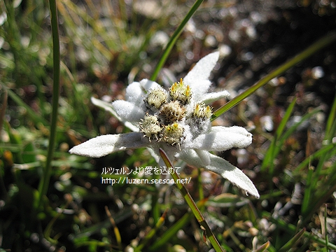 edelweiss0608071109.jpg