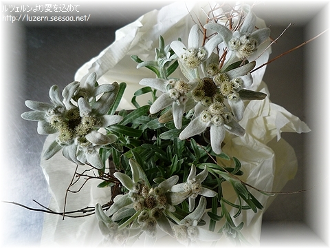 edelweiss1505121722.jpg