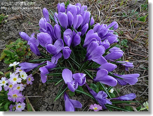gardening1803121358.jpg