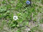 gentianaclusii2.JPG