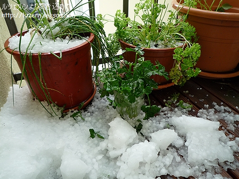 kraeutergarten1105101656.jpg
