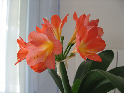 kunshiran0106081716.jpg