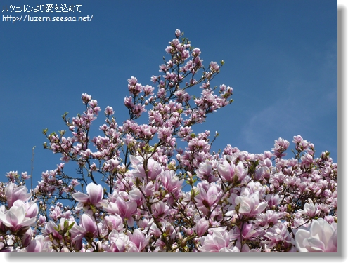 magnolia1704131559.jpg