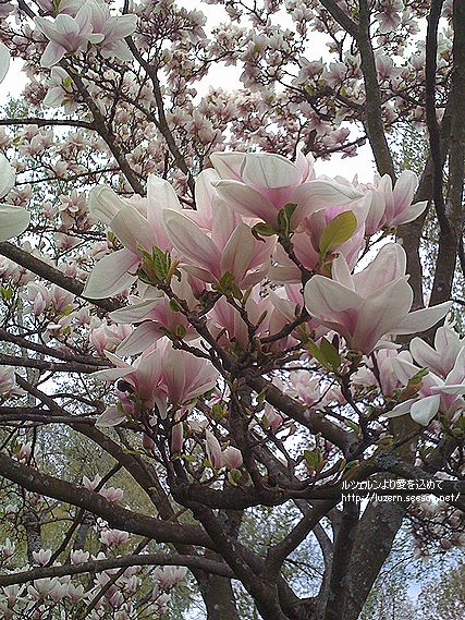 magnolia2204091947.jpg