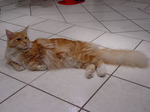 mainecoon1.jpg