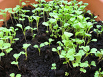 mizuna0105071217.jpg