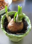 narziss05041222.jpg