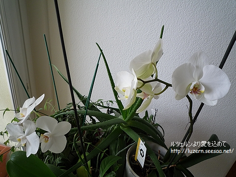 orchideen1102101155.jpg