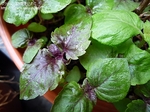shiso2604101149.jpg
