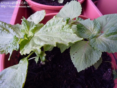 shiso2705111339a.jpg