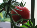 tomate0808071751.jpg