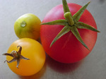 tomaten1510081234.jpg