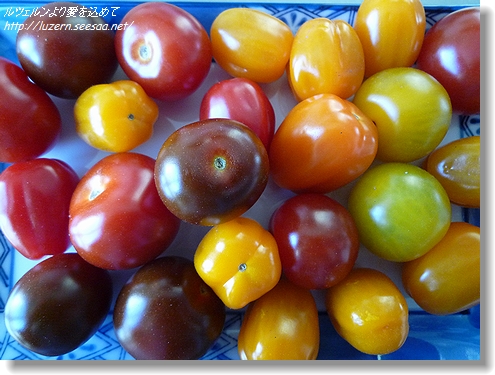 tomatoes3103121112.jpg