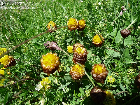 trifoliumadium0307111229.jpg
