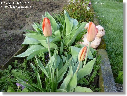 tulips2304130813.jpg