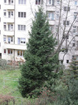 weihnachtsbaum3.jpg